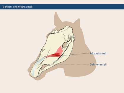 Lippenheber beim Pferd