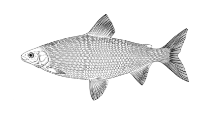 Felchen (Balchen) Vierwaldstättersee